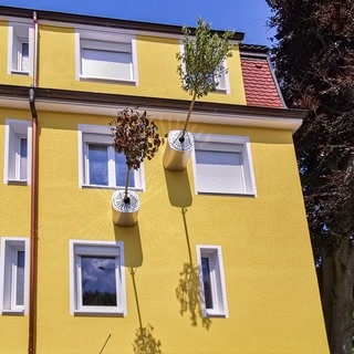 In Reutlingen wachsen zwei Bäume waagerecht aus einer Hauswand. Die Bäumchen drehen sich in ihrem Topf, so dass sie nicht nach oben zur Sonne wachsen. Die Idee stammt aus einem Projekt der Uni Hohenheim.