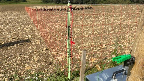 Ein elektrischer Zaun schützt auf dem Gelände des Truppenübungsplatzes in Münsingen Schafe vor einem Wolf-Angriff. Der Zaun ist an eine stationär vorbereitete Erdung angeschlossen.