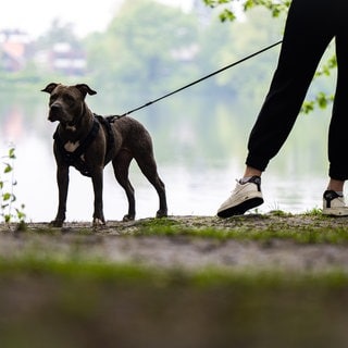 Pitbull-Hündin beim Spaziergang mit ihrer Halterin am Flussufer