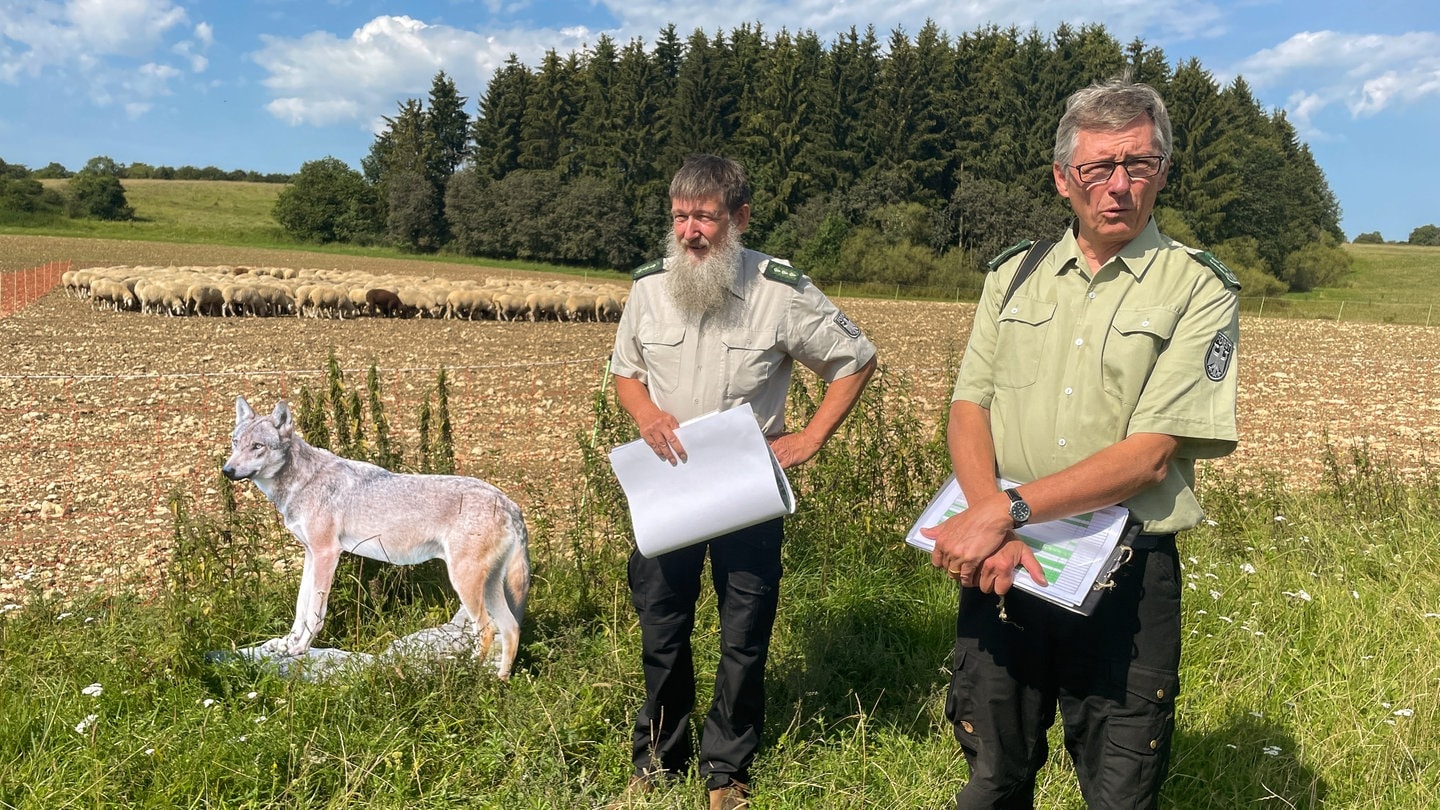 Bundesforstbeauftragte erklären auf dem ehemaligen Truppenübungsplatz in Münsingen das Projekt Wolfschutz. Mit starken Elektrozäunen sollen dort Schafe geschützt werden.