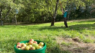 Ein Landschaftsgärtner des inklusiven Unternehmens Arbeit in Selbsthilfe erntet mithilfe eines Obstpflückers einen der vielen Apfelbäume auf der Mössinger Olgahöhe.