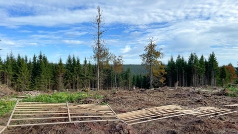 Auf einer Waldlichtung liegen Holzgatter, vorbereitet um einen Zaun fertigzustellen. Sie sollen die jungen Bäume, die Beschäftigte von DATAGROUP bald pflanzen, schützen. Zum Beispiel vor Rehen, die sonst die Knospen abknabbern. So kann der neue Wald sicher wachsen.