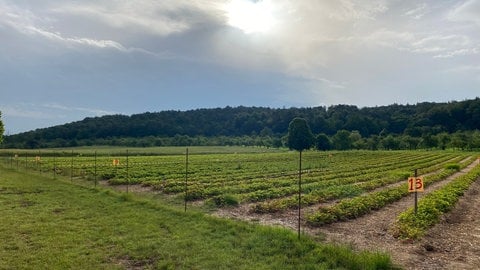 Ein Feld voller Erdbeeren in Tübingen-Weilheim: Dort kann man Erdbeeren selber pflücken. Oft ist dort wenig los. Wegen dem vielen Regen?