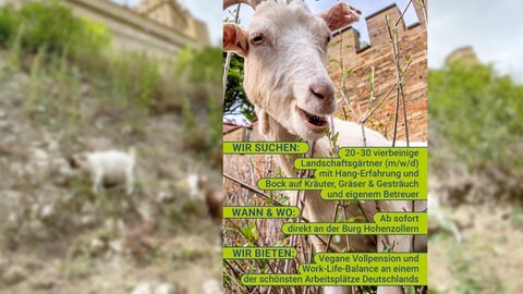 Stellenangebot "Bock auf Burg" von der Burg Hohenzollern für die Pflege der Hänge rund um die Burg.