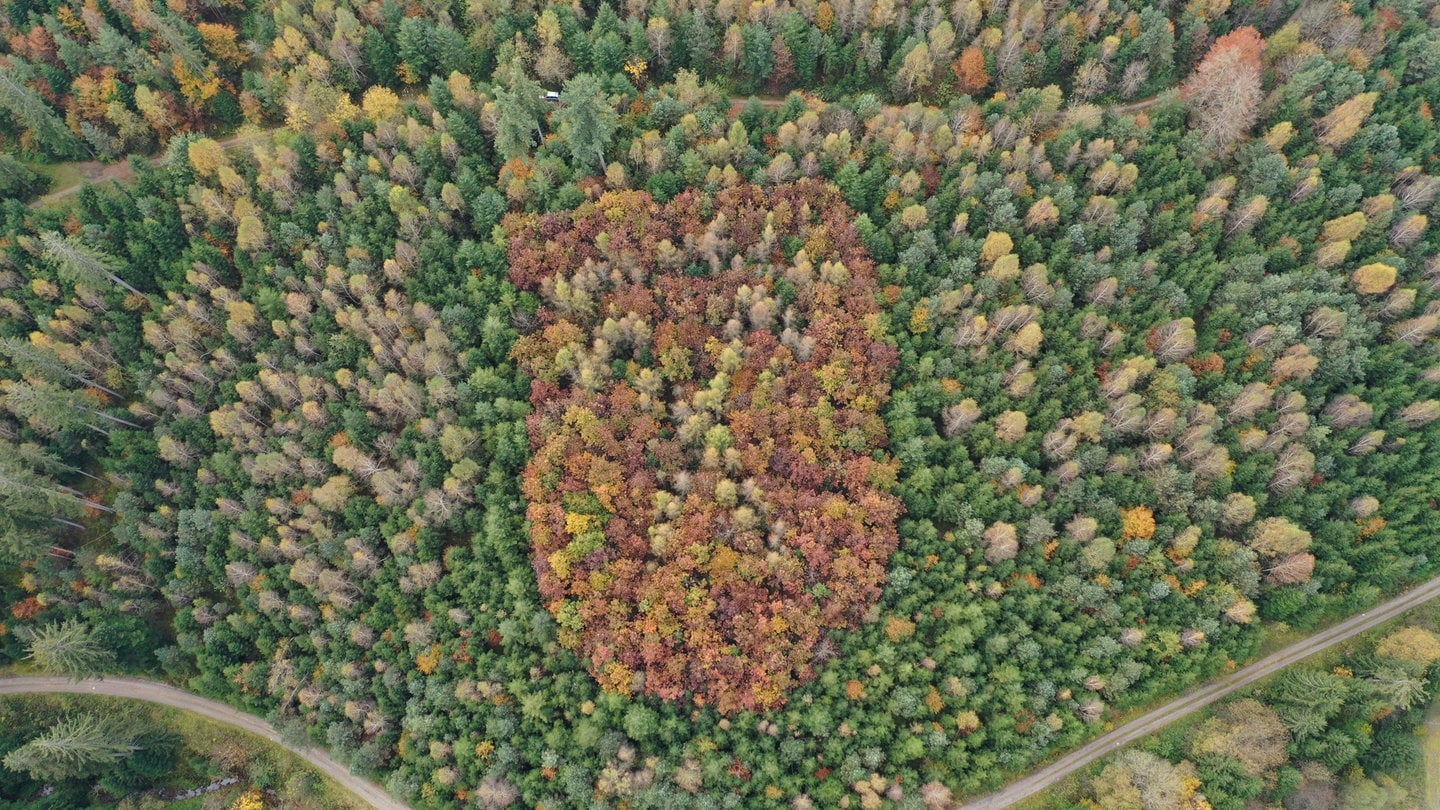 Das Waldwappen aus der Luft aus. Durch die Herbstfärbung der Bäume kann man es erkennen.