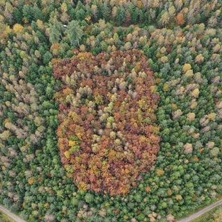 Das Waldwappen aus der Luft aus. Durch die Herbstfärbung der Bäume kann man es erkennen.