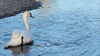 Ein Schwan schwimmt auf dem Neckar - dort hat ihn der Tierschutzverein Reutlingen wieder ausgesetzt, nachdem einem Discounter-Parkplatz einen Besuch abgestattet hat. Nach dem zweiten Besuch ging's ins Vogelschutzzentrum Mössingen.