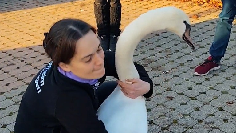 Eine Mitarbeiterin des Tierschutzverein Reutlingen fängt einen Schwan, der sich auf einem Parkplatz aufhält - nicht zum ersten Mal ist der Schwan einen Discounter besuchen gegangen, deswegen hat ihn jetzt das Vogelschutzzentrum Mössingen bei sich aufgenommen.