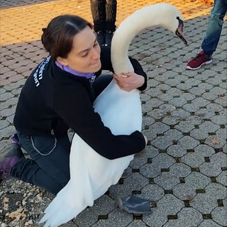 Eine Mitarbeiterin des Tierschutzverein Reutlingen fängt einen Schwan, der sich auf einem Parkplatz aufhält - nicht zum ersten Mal ist der Schwan einen Discounter besuchen gegangen, deswegen hat ihn jetzt das Vogelschutzzentrum Mössingen bei sich aufgenommen.