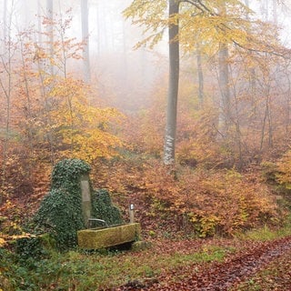 Der Hermann-Löns-Brunnen bei Ammerbuch inmitten des herbstlichen Walds im Schönbuch.