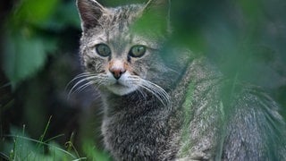 Eine Wildkatze sitzt in einem Gehege