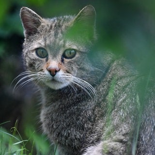 Eine Wildkatze sitzt in einem Gehege