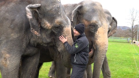 Elefanten im "Reutlinger Weihnachtscircus": Es gibt viel Aufregung darüber, vor allem von Tierschutzorganisationen wie PETA. Die Haltung der Tiere ist laut Veterinäramt aber einwandfrei.