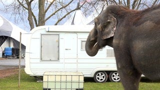 Elefanten im Reutlinger Weihnachtscircus: Das Veterinäramt des Landratsamtes Reutlingen hat deren Pflege, Haltung, Ernährung und Verhaltensweisen angeschaut.