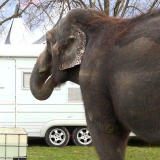 Elefanten im Reutlinger Weihnachtscircus: Das Veterinäramt des Landratsamtes Reutlingen hat deren Pflege, Haltung, Ernährung und Verhaltensweisen angeschaut.