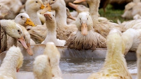 Den Enten geht es bestens, sie haben sogar zwei Swimming-Pools. Auch wenn ihr Schicksal bestimmt ist.