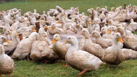 Die Enten haben auf einer Wiese genügend Platz, um sich wohl zu fühlen. Aber draußen lauern Feinde, wie etwa Krähen