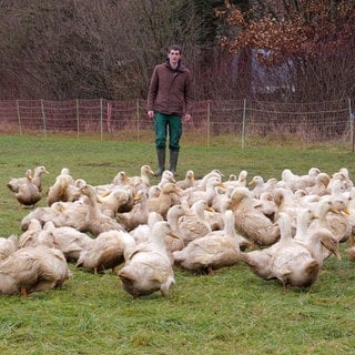 Matthis Pusch aus Tübingen züchtet 400 Enten