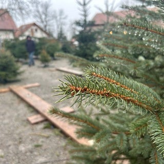 Der Zweig einer Tanne vor einer leeren Palette