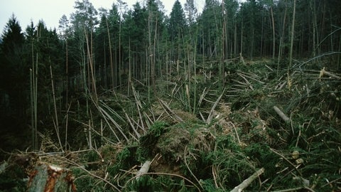 Ein Bild der Verwüstung: im Hintergrund stehen noch Nadelbäume, im Vordergund liegen die Stämmer von Orkan Lothar hingeworfen auf dem Waldboden im Schönbuch.