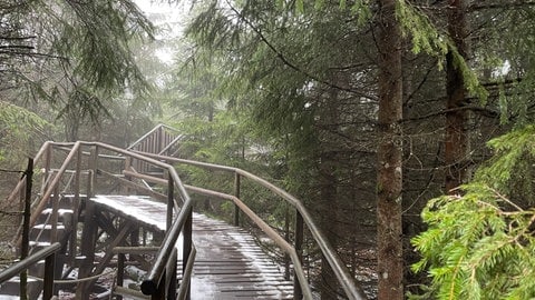 Bohlenwege, Brücken und Aussichtskanzeln in dichtem Grün. Sie leiten Besucher auf dem Lotharpfad an der Schwarzwaldhochstraße.