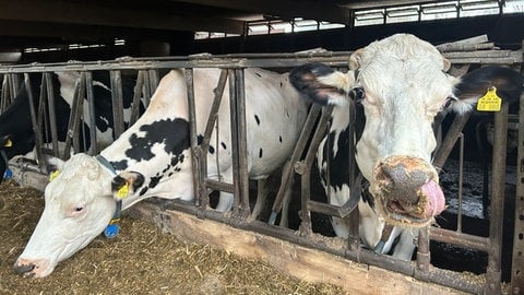 Zwei schwar-weiße Kühe fressen im Kuhstall von Olaf Pank auf der Alteburg bei Reutlingen