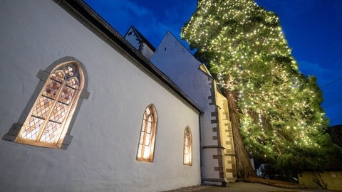 Ein als Weihnachtsbaum geschmückter Mammutbaum steht neben der evangelischen Kirche.