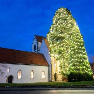 Ein weihnachtlich geschmückter Mammutbaum steht neben der Marienkirche in Bronnweiler (Kreis Reutlingen). Eine Stiftung soll sie erhalten.