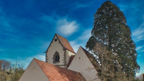 Vor blauem Himmel steht die romanische Marienkirche in Bronnweiler. Der rießige Mammutbaum schmiegt sich an die Kirche an.