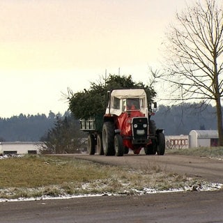 Ein mit Weihnachtsbäumen vollgeladener Traktor-Anhänger