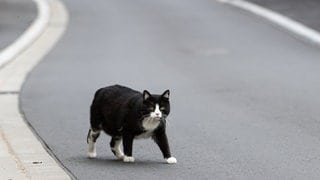 Eine Katze läuft über eine Straße