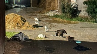 Mehrere Katzen auf einem Hof: Allein auf der Schwäbischen Alb verwildern Millionen von Tieren, schätzt ein Verein, der die Katzen kastriert.