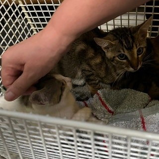 Drei Katzen in einem Käfig und eine Hand, die ein Tier streichelt: Ein Verein kastriert jedes Wochenende verwilderte Katzen auf der Schwäbischen Alb.