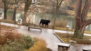 Bulle rennt am Mittwochmorgen durch Rottenburg und auch am Neckar entlang, nachdem er beim Schlachthof ausgebrochen war. (Privatfoto)