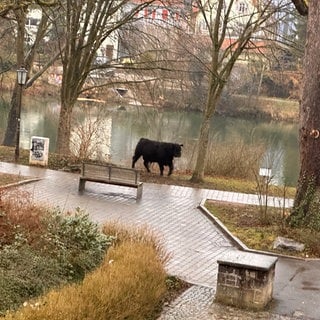 Bulle rennt am Mittwochmorgen durch Rottenburg und auch am Neckar entlang, nachdem er beim Schlachthof ausgebrochen war. (Privatfoto)