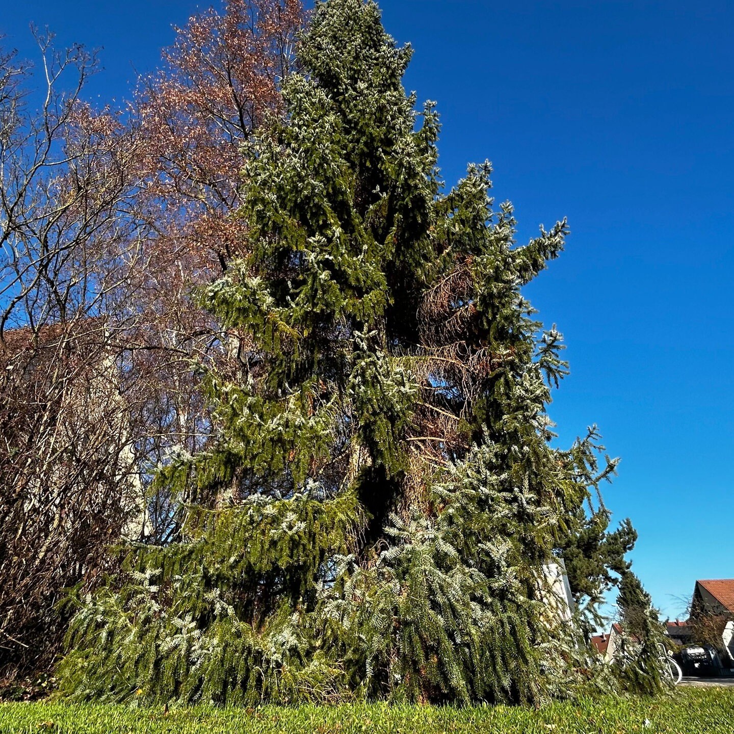 Hat Wiblingen den hässlichsten Weihnachtsbaum in Ulm? SWR Aktuell