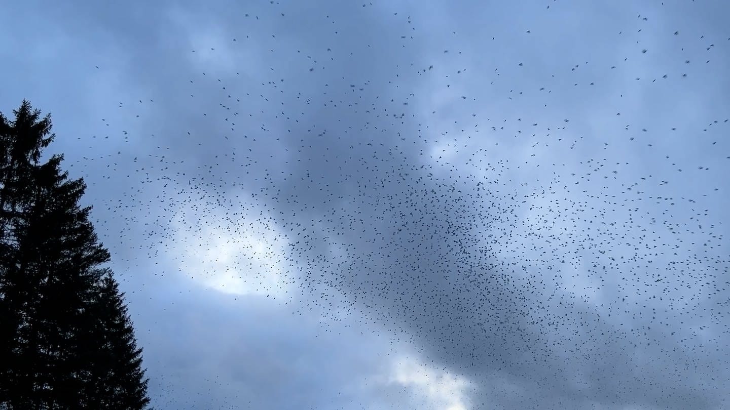 Da wird sogar der Himmel dunkel, wenn hunderttausende Bergfinken in großem Schwärmen über Schelklingen fliegen.