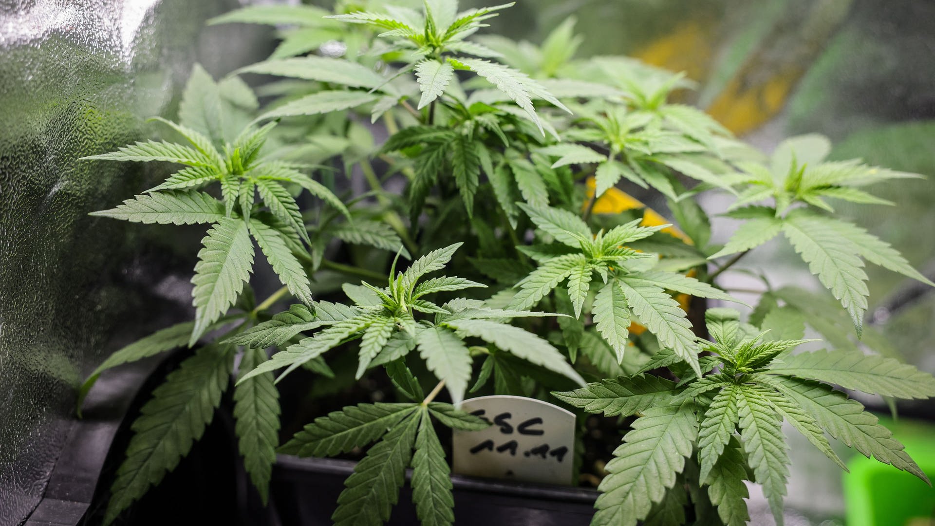 Polizei und Behörden: Cannabis kann aktuell nicht aus legalen Quellen stammen - das hat Folgen