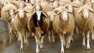 Schafe weiden auf der Schwäbischen Alb bei Ehingen. Die Stadt will zusammen mit Schelklingen und Allmendingen einen interkommunalen Schafstall bauen.