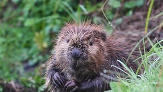 Der Biber baut Dämme und Burgen und verursacht dadurch Schäden, wie in Unterwachingen im Alb-Donau-Kreis. 