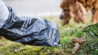 Hundehaufen auf der Straße müssen entsorgt werden. Neu ist, dass Hundebesitzer auf jeden Fall eine Tüte in der Tasche haben müssen.