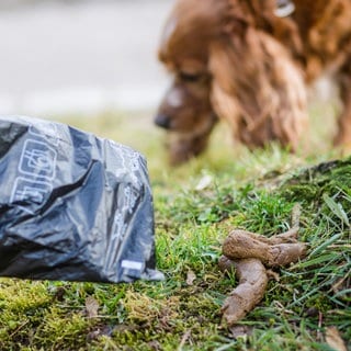 Hundehaufen auf der Straße müssen entsorgt werden. Neu ist, dass Hundebesitzer auf jeden Fall eine Tüte in der Tasche haben müssen.