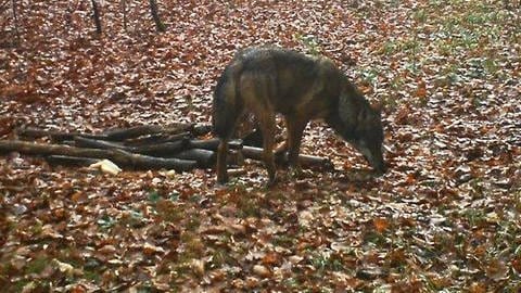 Das Tier auf diesem Bild ist nachweislich ein Wolf. Es wurde bei AltheimAlb im Alb-Donau-Kreis von einer Wildtierkamera aufgenommen.