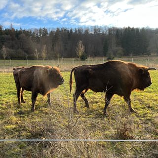 Wisente für den Naturschutz: Zwischen Neresheim und Nattheim soll eine Herde entstehen. Bald sollen die Tiere auf eine 35 Hektar große Weide umziehen.