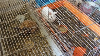Diese zwei Kaninchen in ihren verdreckten Käfigen haben Mitarbeiter des Veterinäramtes des Alb-Donau-Kreises beschlagnahmt.