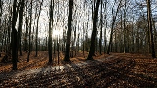 Im Wald bei Neu-Ulm Hausen wurde der Vermisste entdeckt (Sujetfoto).