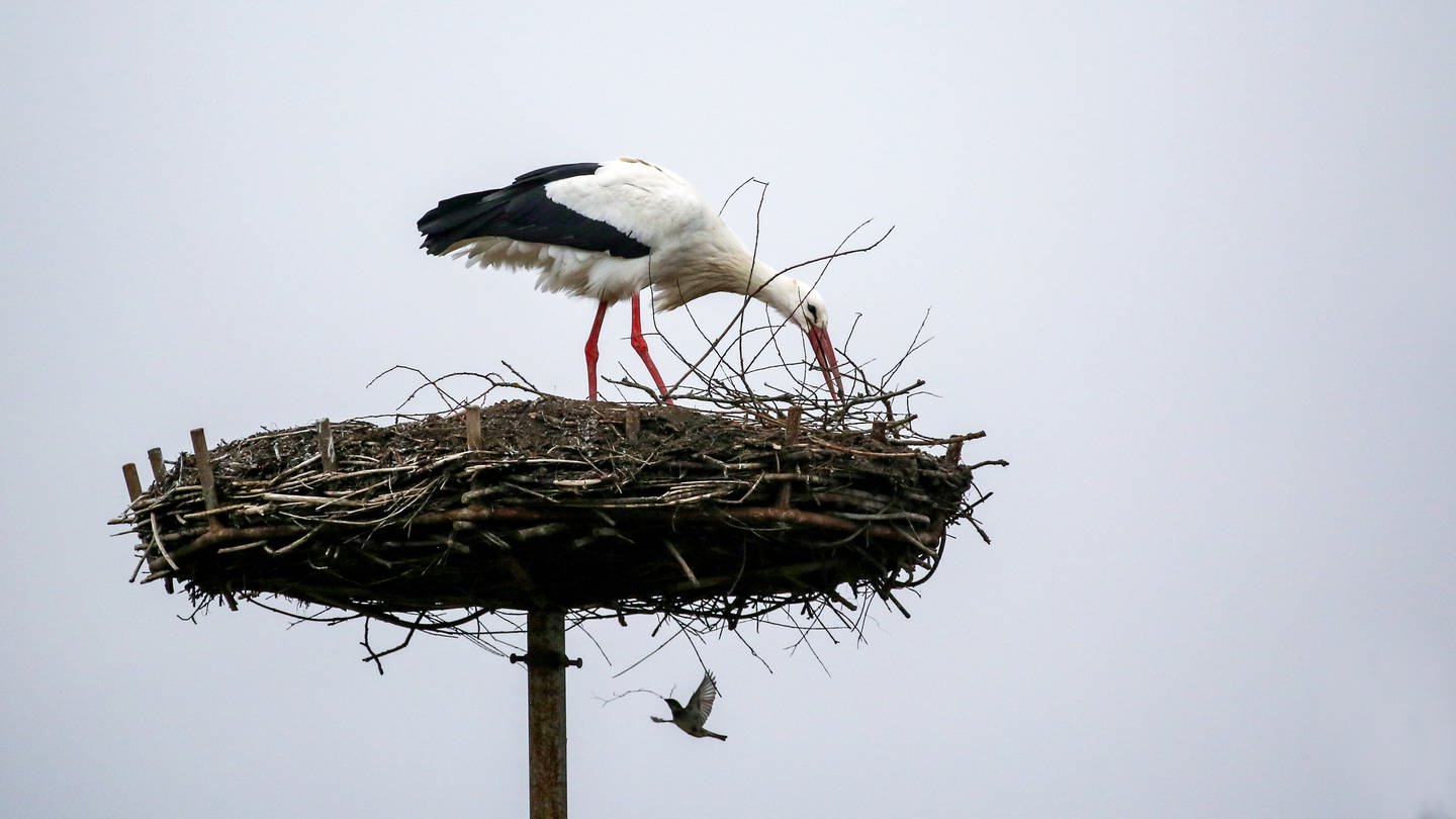 Ein Storch baut an einem Nest, ein Vogel trägt einen Zweig dazu bei. Gemeinsam geht's schneller - ein Storch und eine Taube scheinen in Riedlingen (Kreis Biberach) gemeinsam an einem Nest zu bauen.