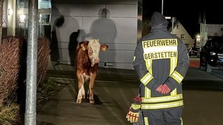 Ein Jungbulle hat Samstagnach in Gerstetten nicht nur die Freiwillige Feuerwehr auf Trab gehalten.