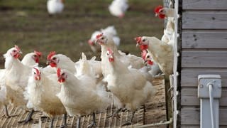 Für Hühner und weiteres Geflügel gilt bis Mitte Mai eine Stallpflicht. In der Umgebung des Alb-Donau-Kreises wurden hunderte tote Möwen mit Geflügelpest entdeckt. 