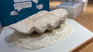 Nach der Mördermuschel ist die Sonderausstellung des Naturmuseums Ulm benannt. Sie soll angeblich Taucher fressen. Was tatsächlich klar ist: Sie wiegt 80 Kilogramm.